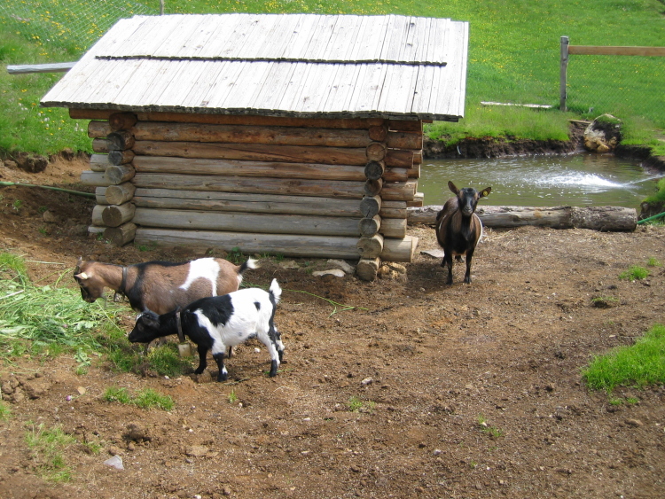 Alcune capre vicino a una casetta di legno della Malga Troier. Una guarda verso di noi.