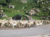 Pecore di passaggio sul Passo Manghen