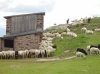 Pecore e pastore